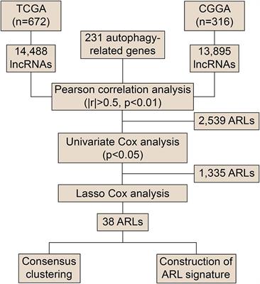 Bioinformatic Analyses Identify a Prognostic Autophagy-Related Long Non-coding RNA Signature Associated With Immune Microenvironment in Diffuse Gliomas